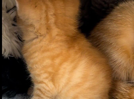 Pure Ginger Mackerel Tiger Coat Pattern Tabbies