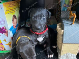 Beautiful Lurcher Puppies for Sale