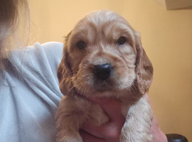 Non Registered Cocker Spaniel Pup
