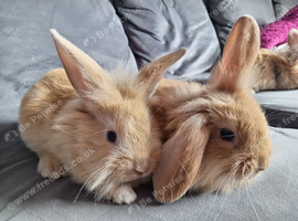 Baby mini lion lops