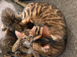 FEMALE BENGAL CATS