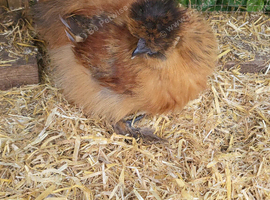Silkie cockeral