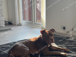 2 Year old Female Staffy