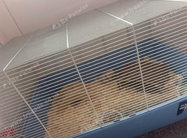 syrian hamster