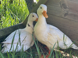Beautiful two white call duck drakes