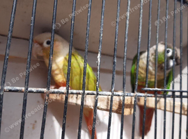 Pineapple / Green Cheek Breeding Pair