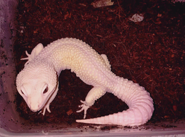 Leopard geko