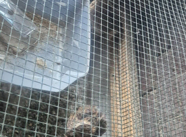 3 female quail