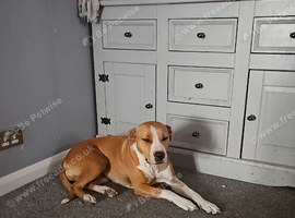 Amercian bulldog cross staff