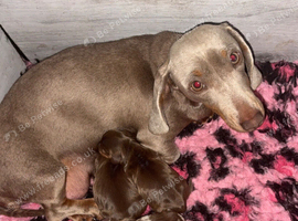 Miniature dachshund