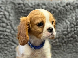Cavalier King Charles Spaniel Puppies