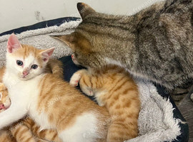 Male & female ginger tabbies