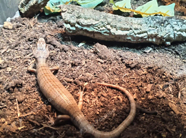 Baby pink tounge skink