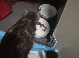 Cute kittens