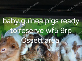 Assorted Male and female guineapigs