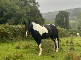 Happy hacker/Companion mare cob cross