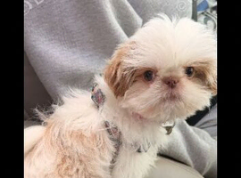 KC REG IMPERIAL SHIH TZU FEMALE
