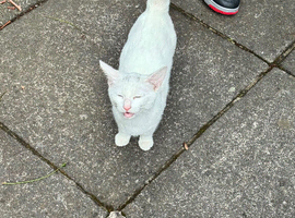 Persian cat with dual color eyes and pure white