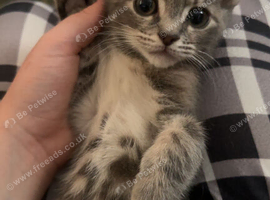 Needs a new home URGENT
