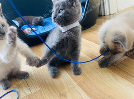 2 left beautifull kittens. Readynow :) looking forever homes