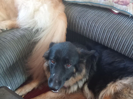 German shepherd 5 years old long coat