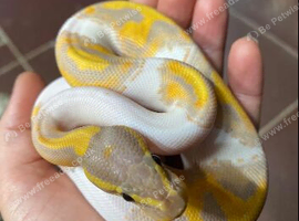 Royal Python (Banna Pied Yellowbelly)