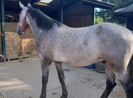Reg Irish draught gelding 17hh