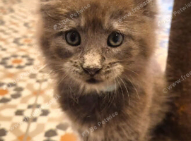 Maine coon pedigree kittens