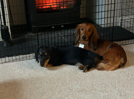 Longhaired miniature Dachund male