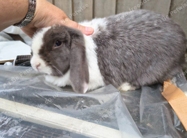 Blue VM female mini lop rabbit