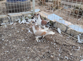 Lahore pigeon breeding pair