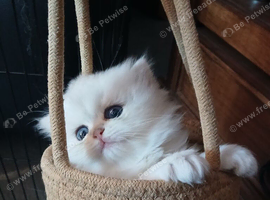 Teddy face kitten pure breed