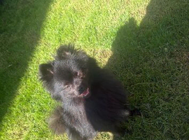 Beautiful female Pom