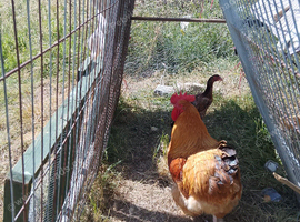 Cockerel and hen