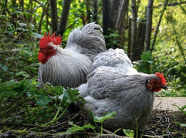 Lavender pekin hatching eggs
