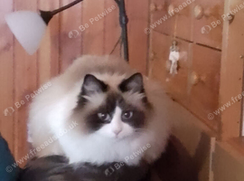 4 year old ragamuffin cat