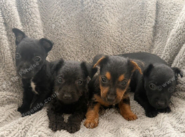 Patterdale x Lakeland puppies