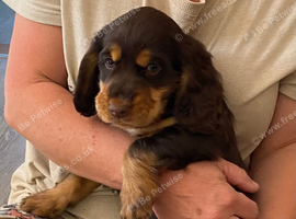 Working Cocker Spaniel Brown and Tan Bitch