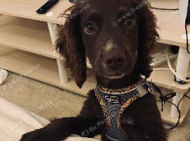 Chocolate cocker spaniel