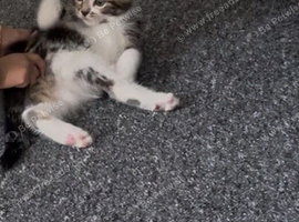 Kitten for sale including bits