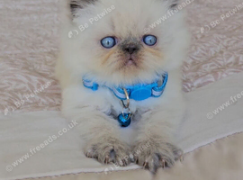 Stunning Pedigree Persian Kittens