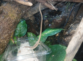 2 xLongtailed lizards