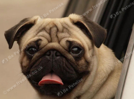 Pug wanted for loving home