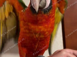 Baby&rsquo;s Calico Macaw and Harlequin