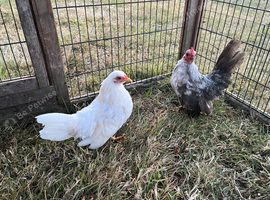 Serama pair ( hen & cockerel ) 3 months old