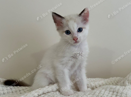 Lilac Bicolour Ragdoll Male Ready Now