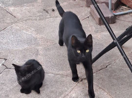 Kittens