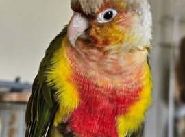 Pineapple conure