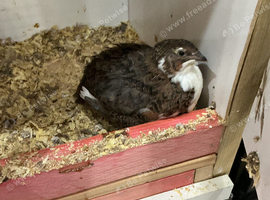 Tuxedo jumbo quail