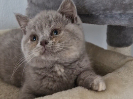 Female lilac tortie kitten